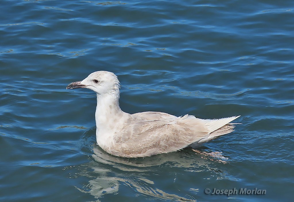 Glaucous-winged Gull - Joseph Morlan