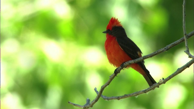 Vermilion Flycatcher (Northern) - ML443853