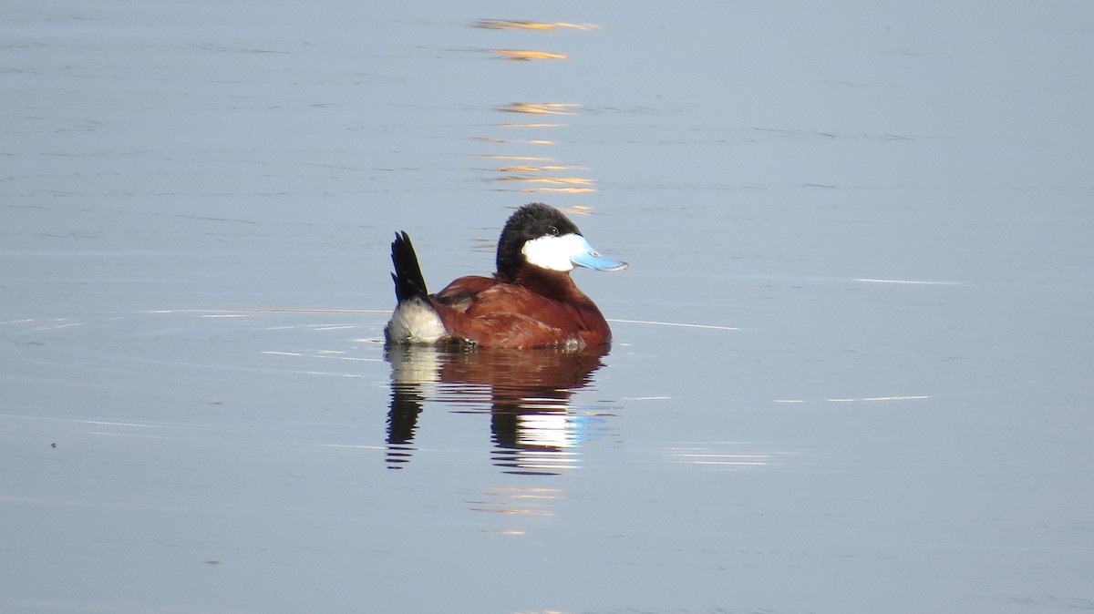 Ruddy Duck - ML443853061