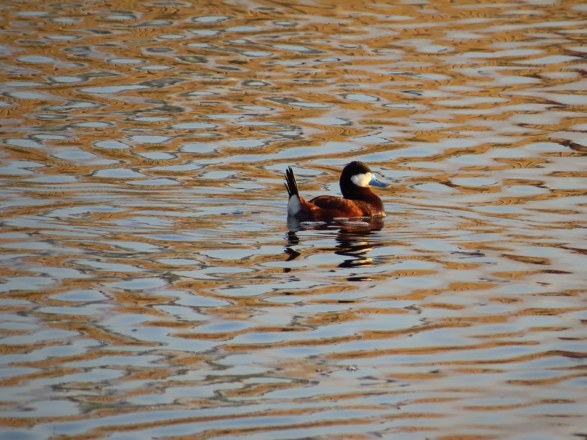 Ruddy Duck - ML443853111