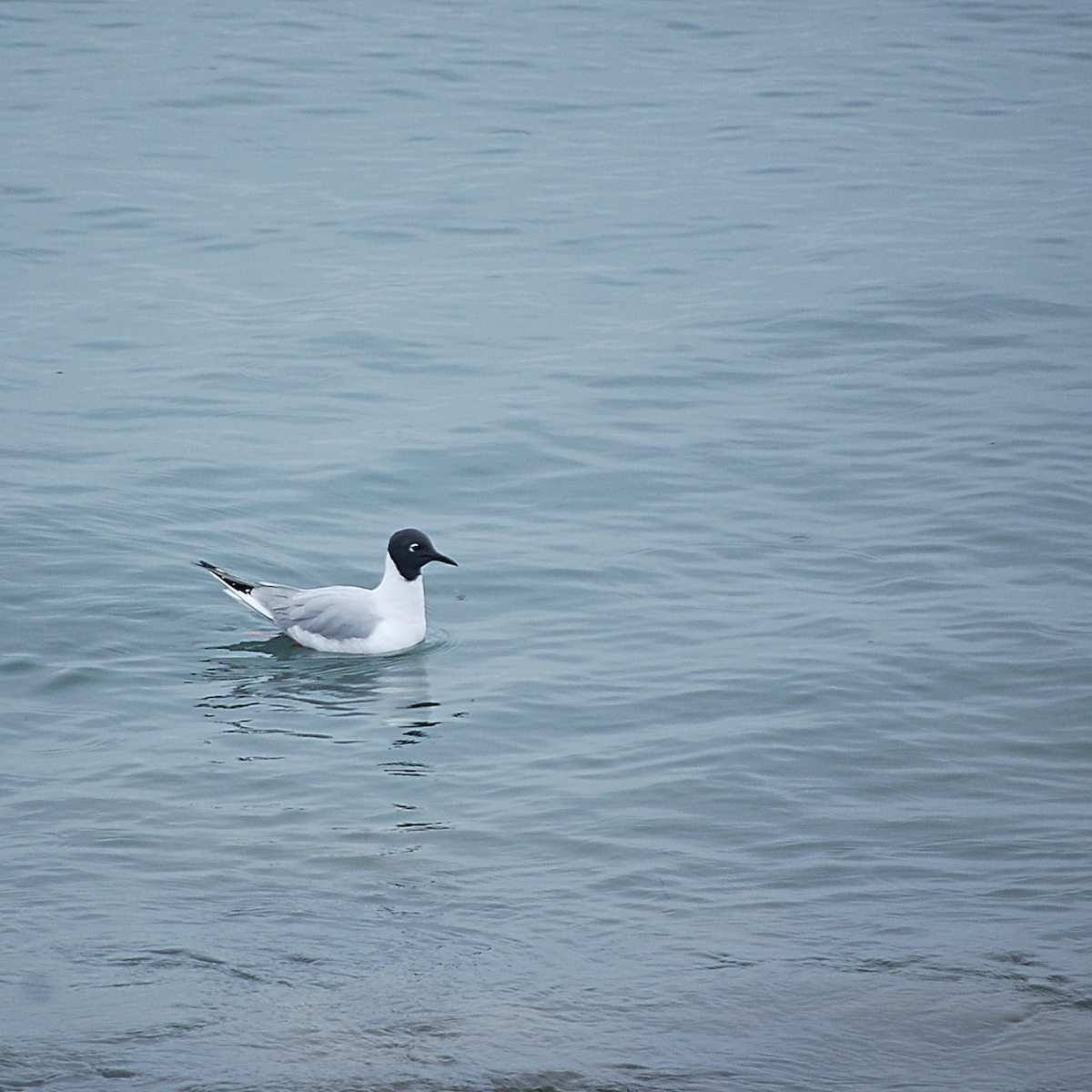 Mouette de Bonaparte - ML443853471