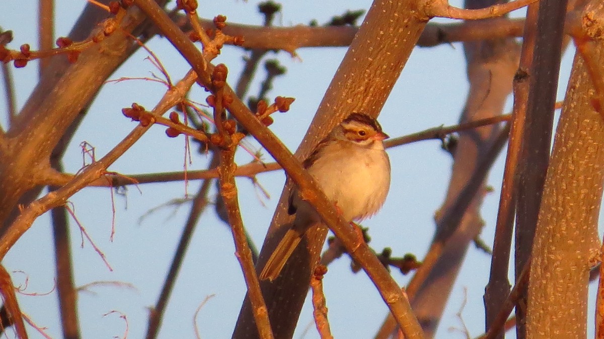 Clay-colored Sparrow - Boaz Crees