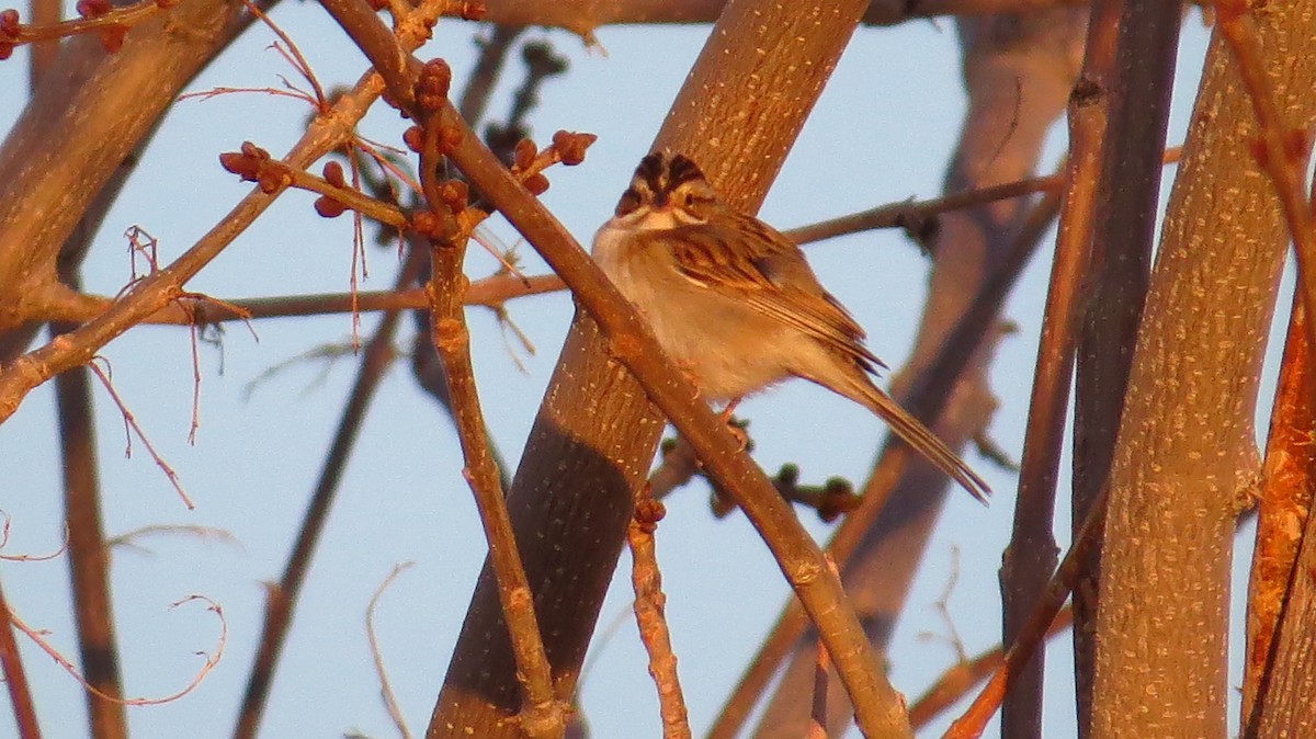 Clay-colored Sparrow - ML443853811