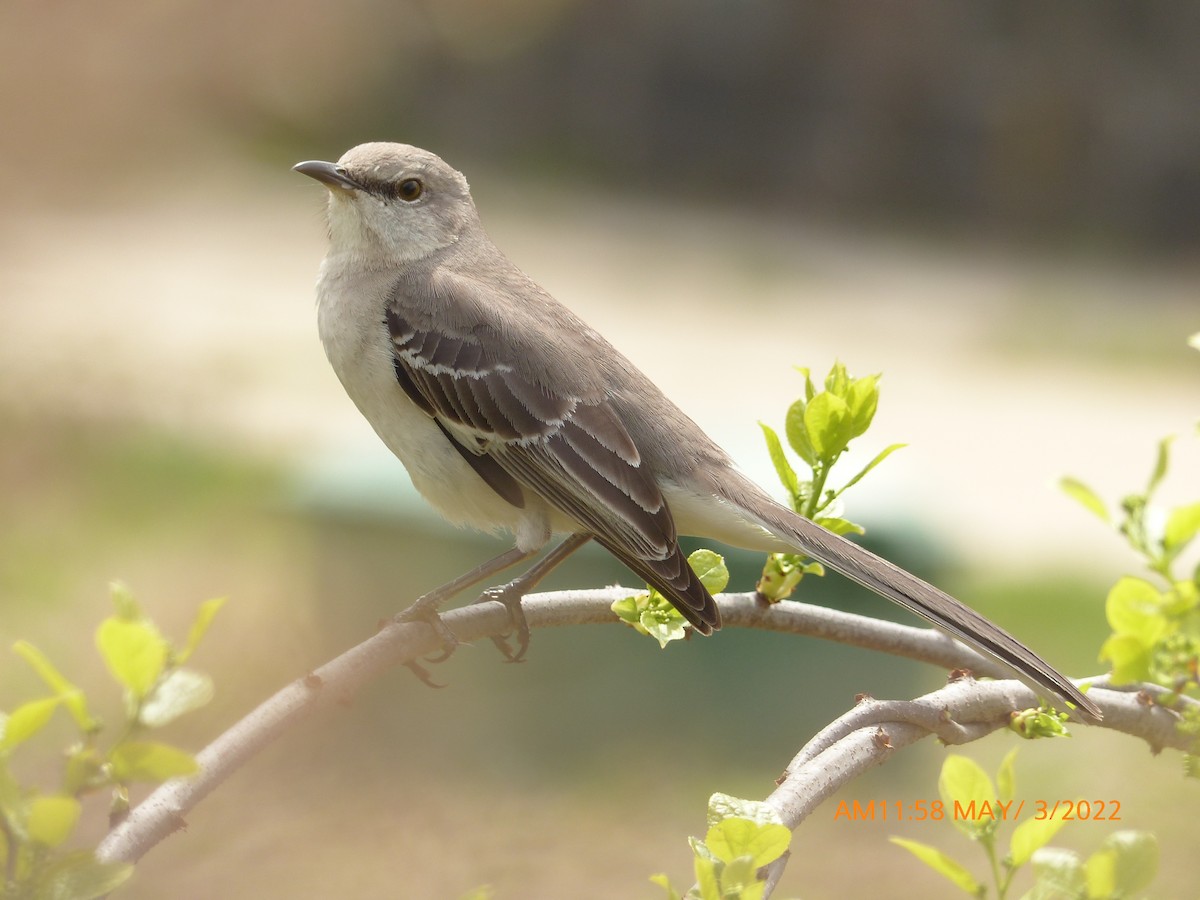 Northern Mockingbird - ML443854181