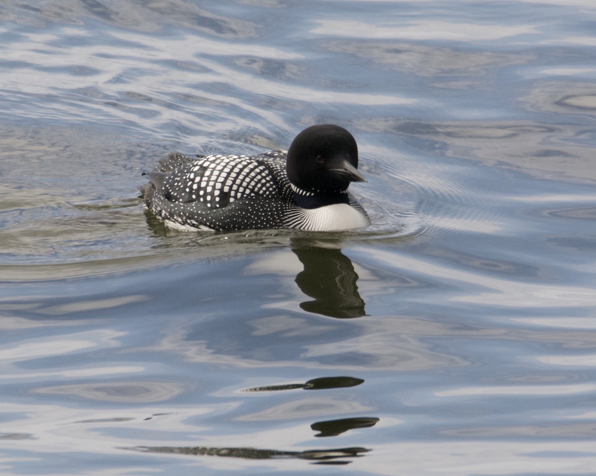 Common Loon - ML443854321