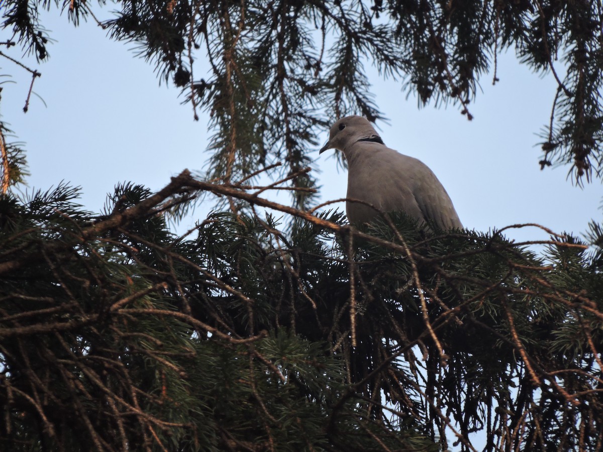 Eurasian Collared-Dove - ML443855031