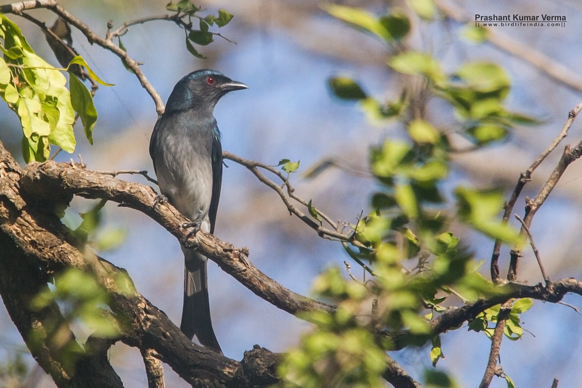 White-bellied Drongo - Prashant Kumar