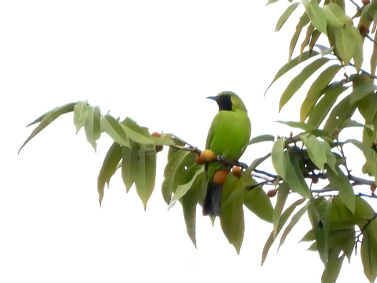 Lesser Green Leafbird - Bear Jia