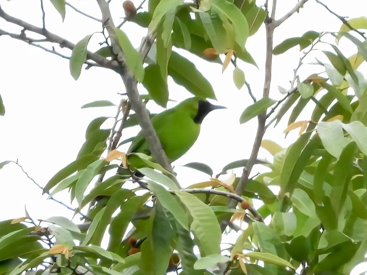 Lesser Green Leafbird - Bear Jia