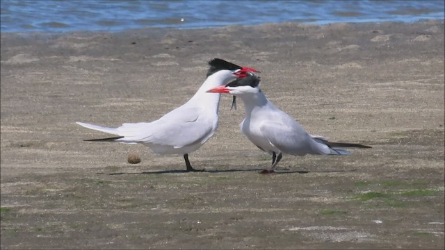Caspian Tern - ML443856691