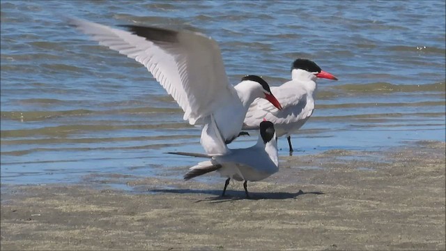 Caspian Tern - ML443856721