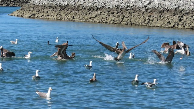 Brown Pelican - ML443856811