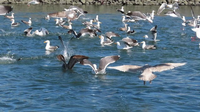 Western Gull - ML443856951