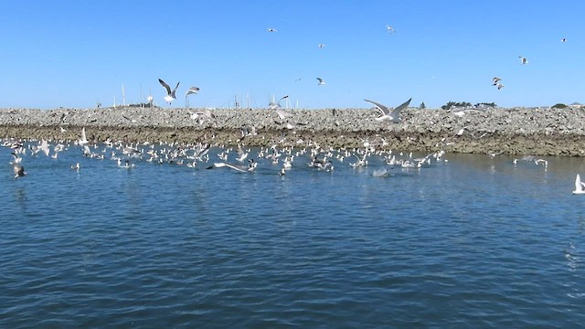 Western Gull - ML443857031