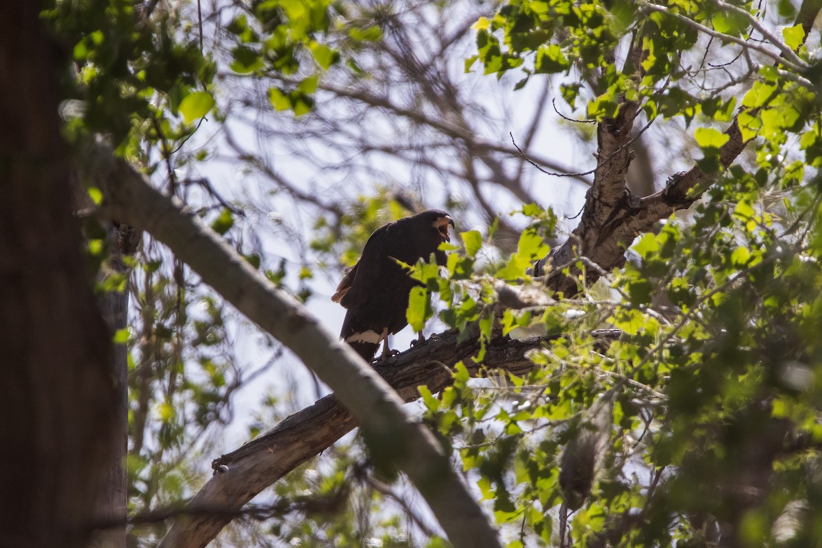 Common Black Hawk - ML443857301