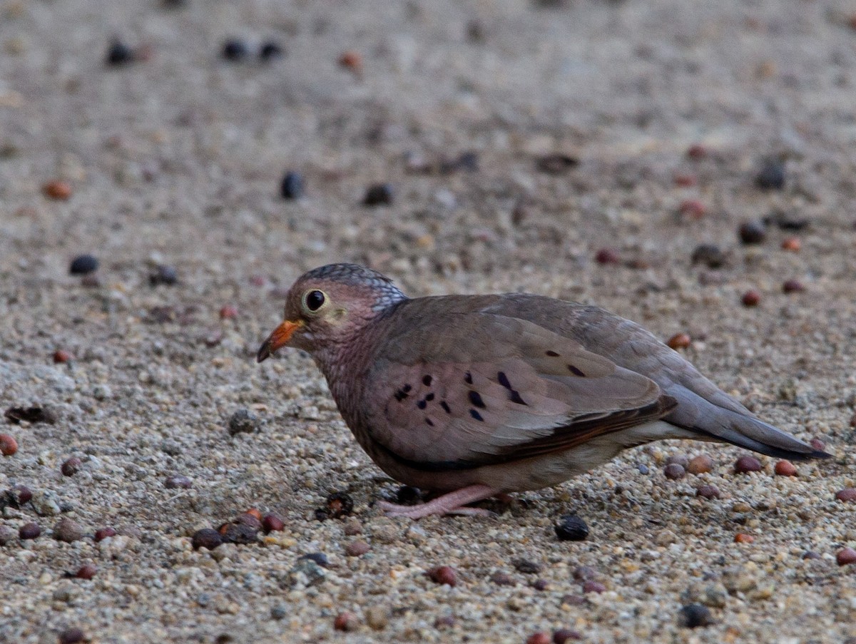 Common Ground Dove - ML443857511