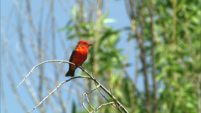 Vermilion Flycatcher (Northern) - ML443858