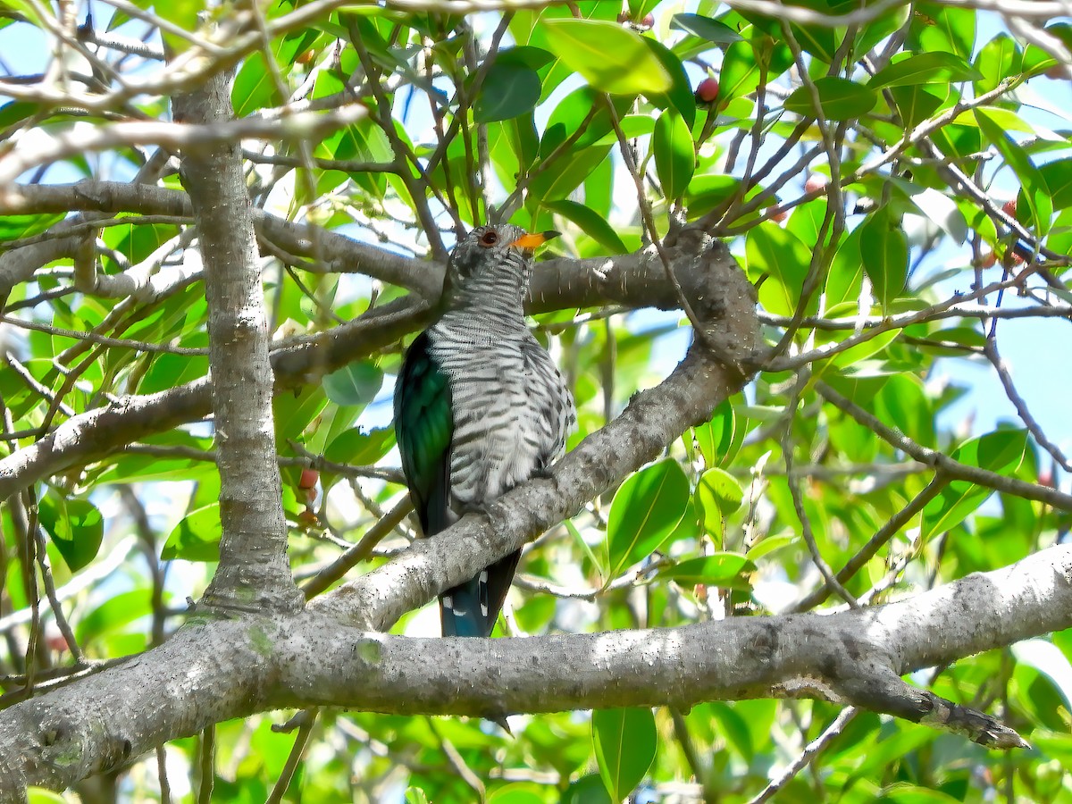 Asian Emerald Cuckoo - ML443858491