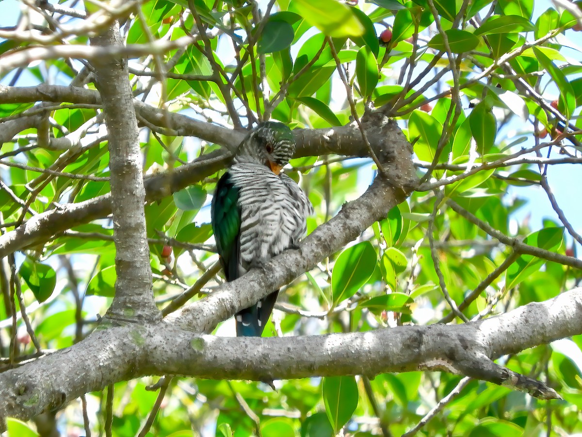 Asian Emerald Cuckoo - ML443858501