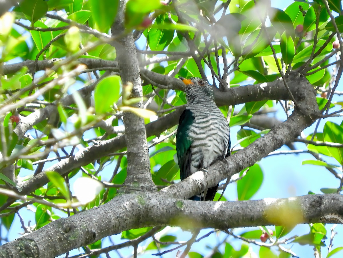 Asian Emerald Cuckoo - ML443858511