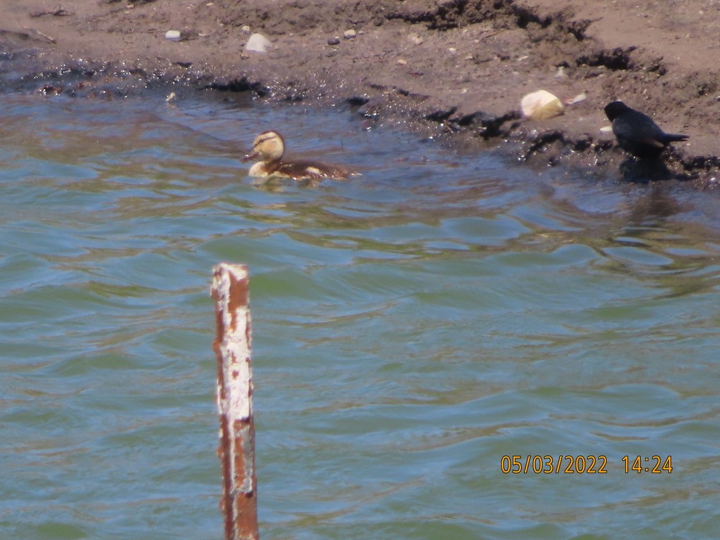 Gadwall - ML443858641