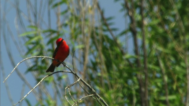 Vermilion Flycatcher (Northern) - ML443859