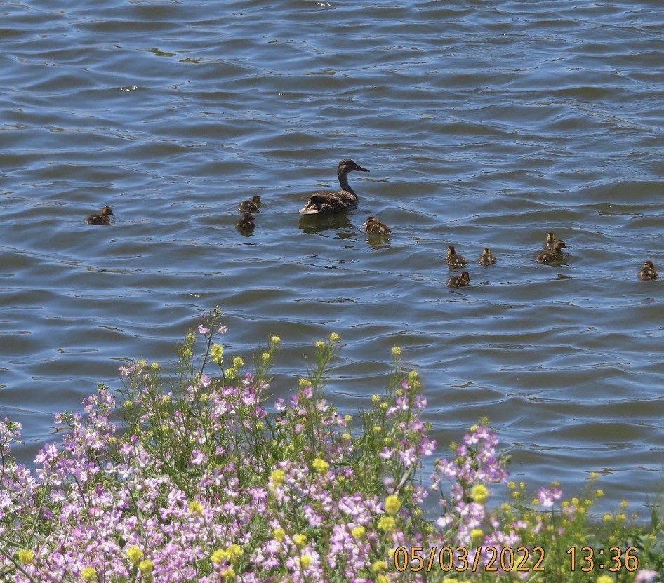 Canard colvert - ML443859251