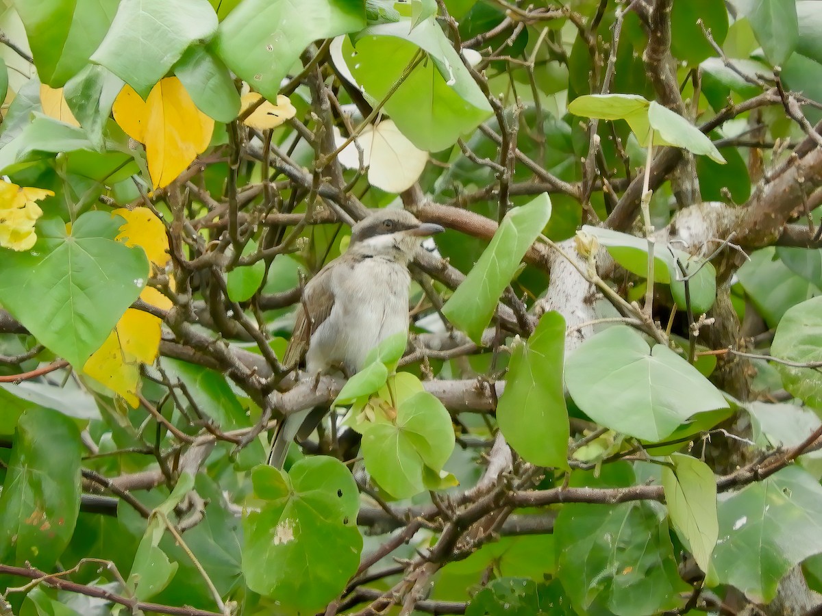 Large Woodshrike - ML443859361