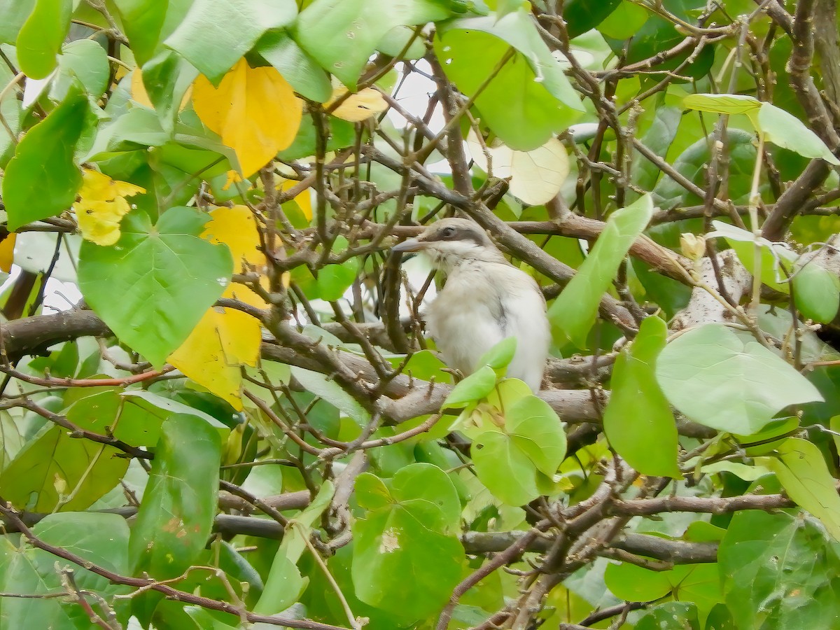 Large Woodshrike - ML443859371