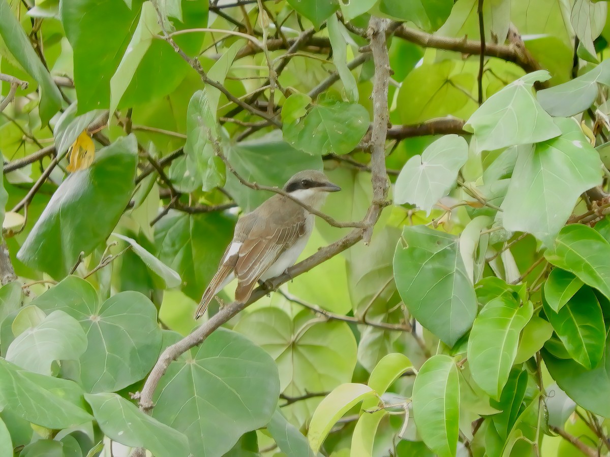Large Woodshrike - ML443859391