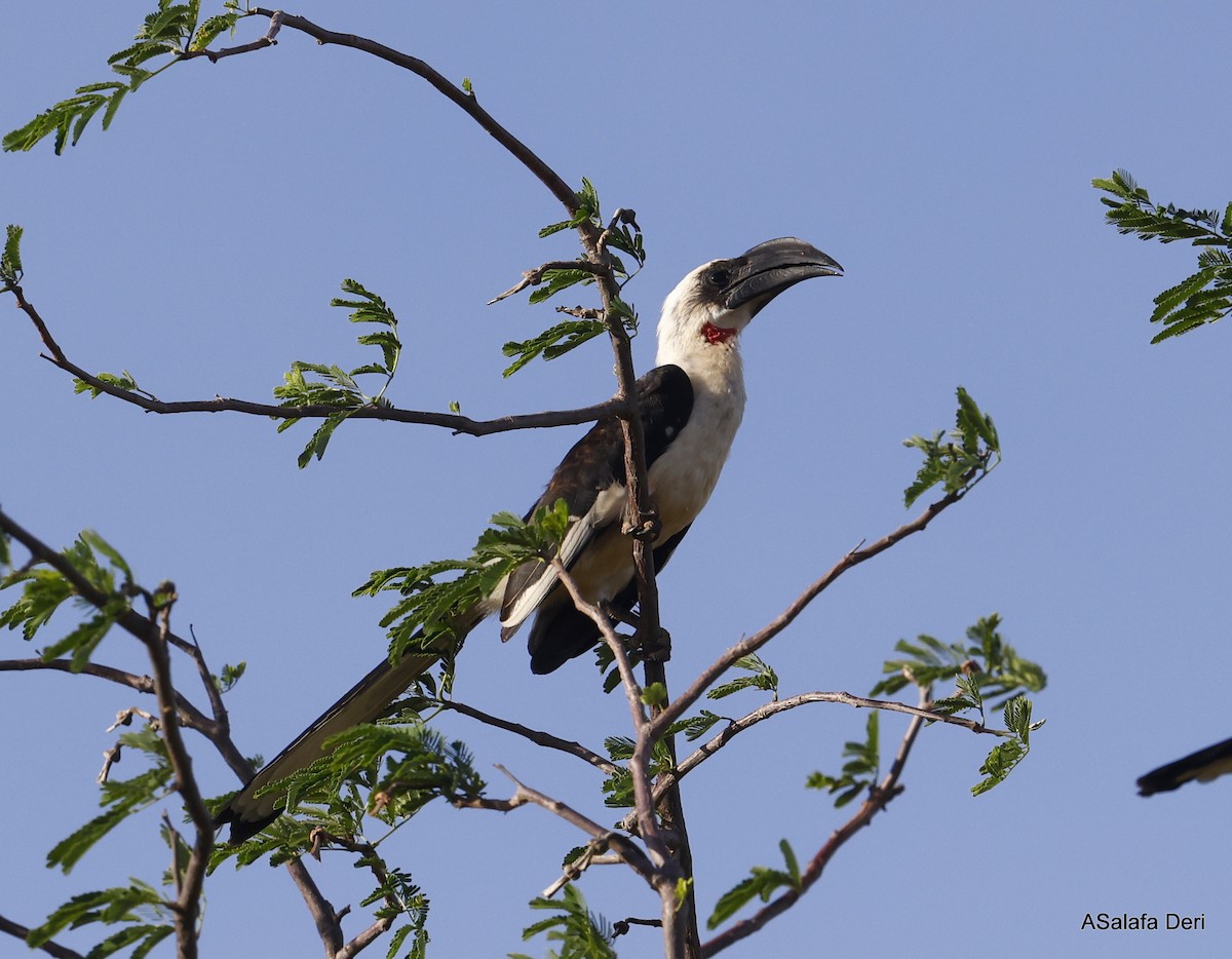 Von der Decken's Hornbill - ML443859731