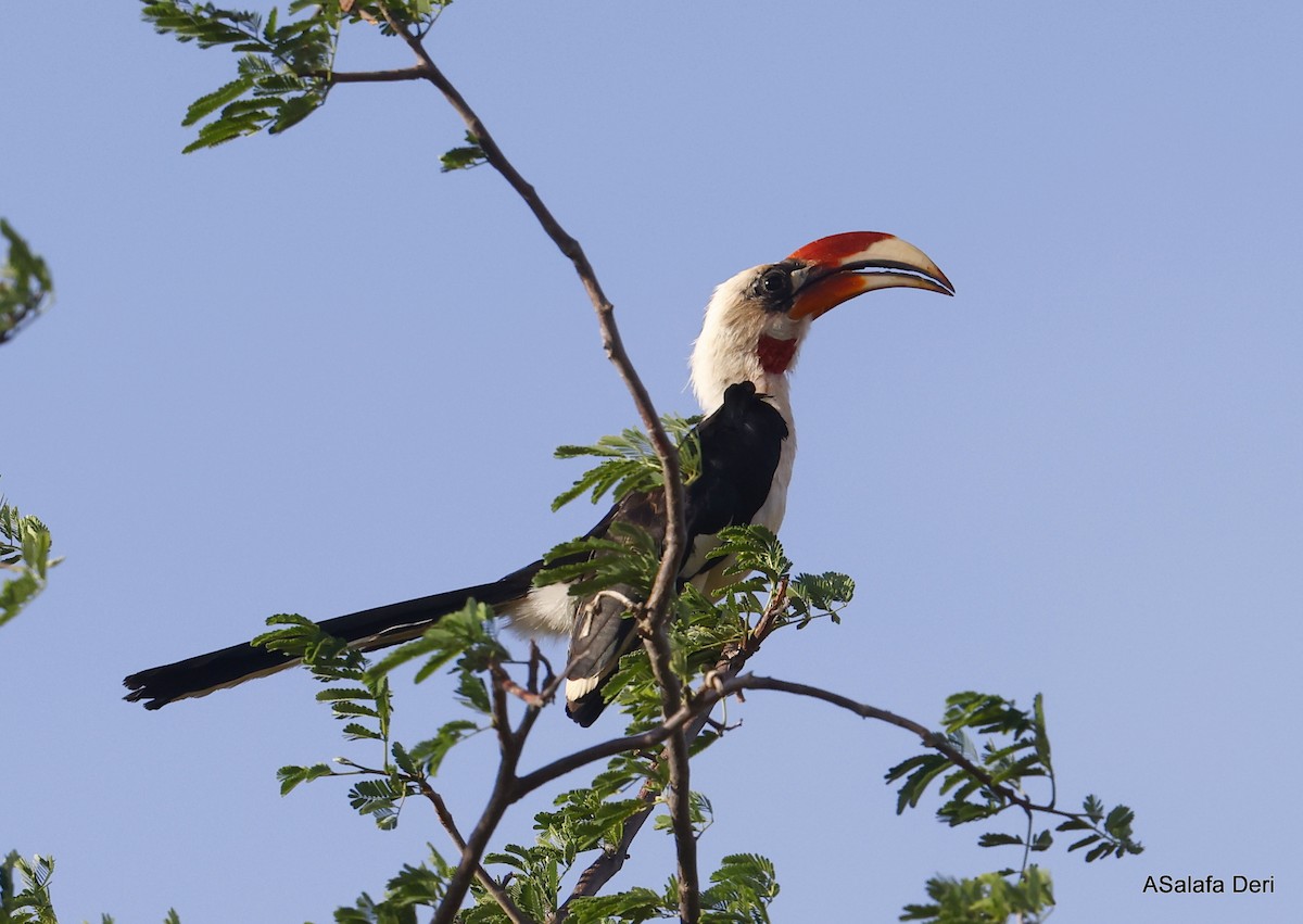 Von der Decken's Hornbill - ML443859741