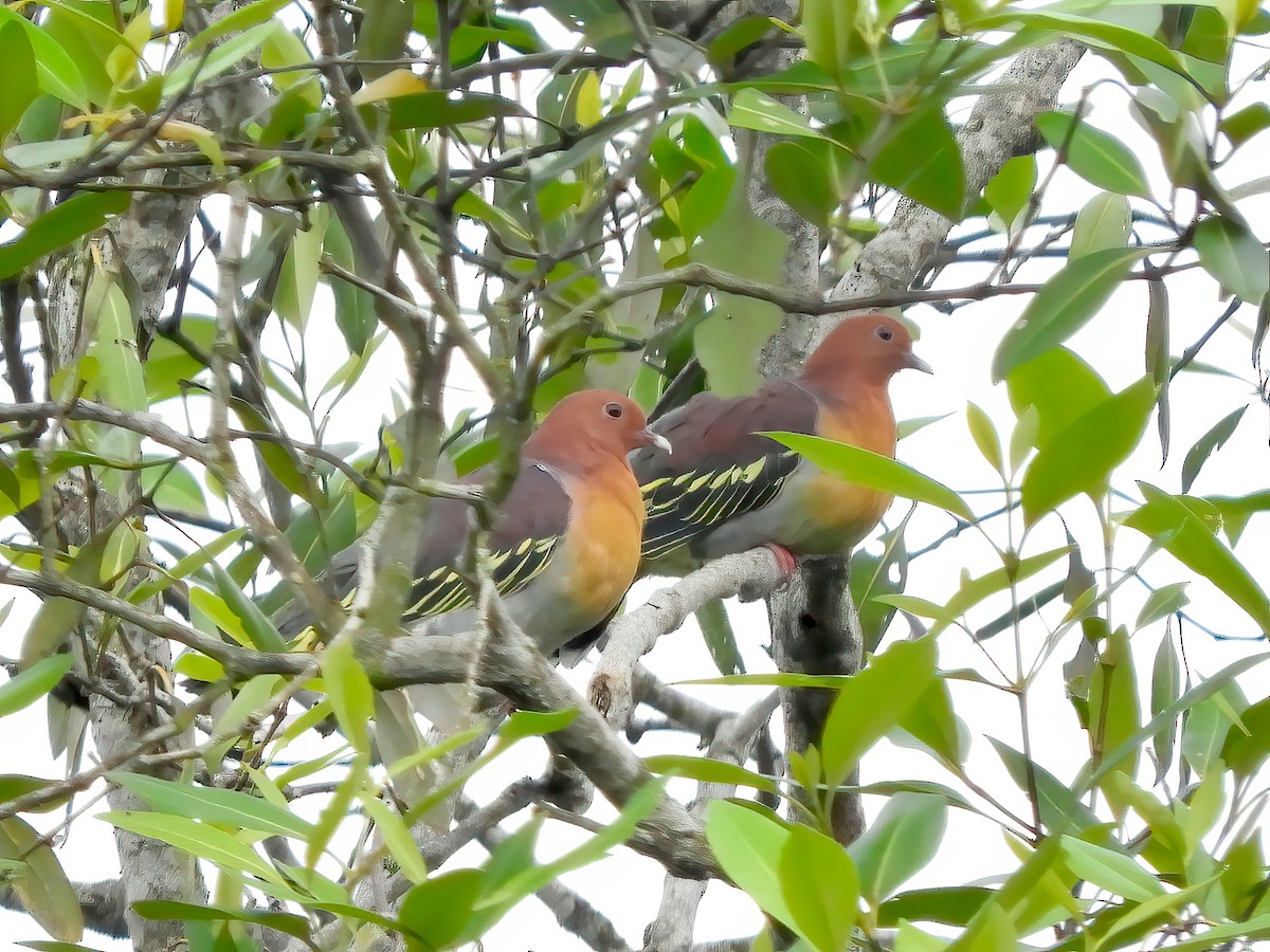 Cinnamon-headed Green-Pigeon - ML443860161