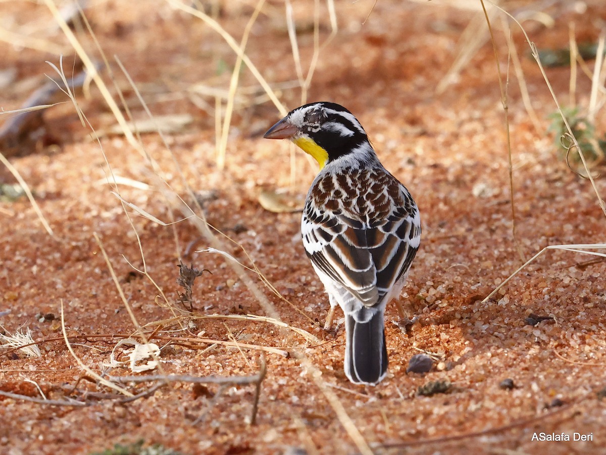 Somali Bunting - ML443860431