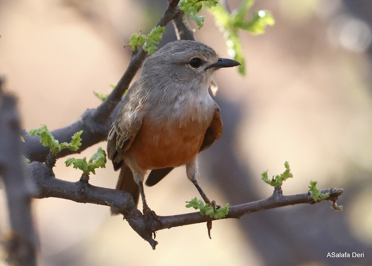 African Gray Flycatcher (African Gray) - ML443860441