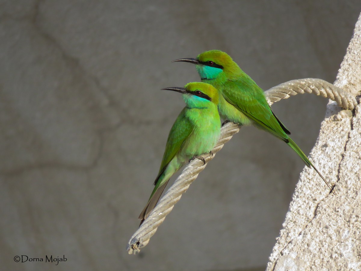 Asian Green Bee-eater - ML44386091