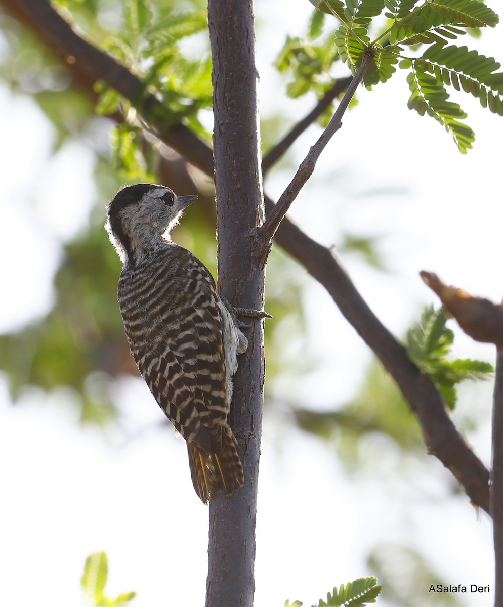 Cardinal Woodpecker - ML443860921