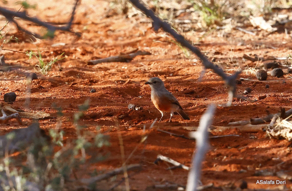 Strichelkopfschnäpper [microrhynchus-Gruppe] - ML443860991