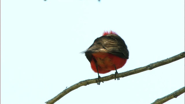 Vermilion Flycatcher (Northern) - ML443861