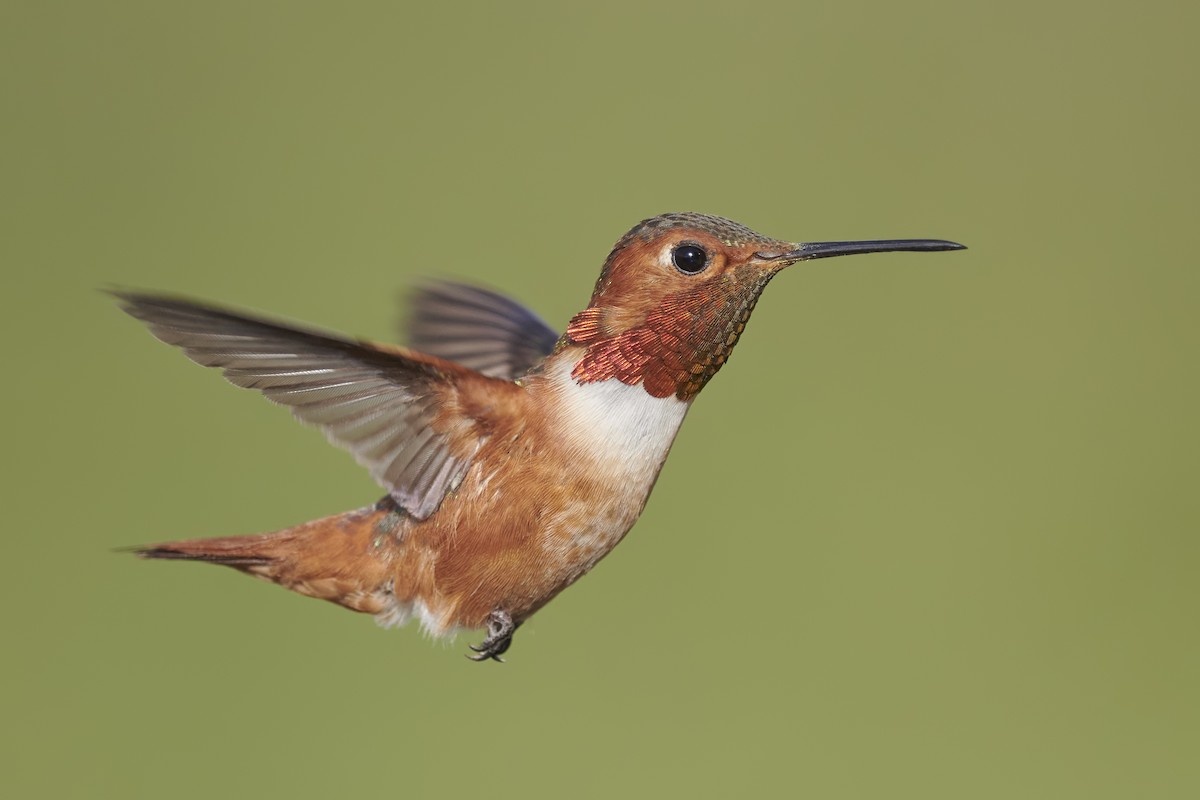 Allen's Hummingbird - Sharif Uddin