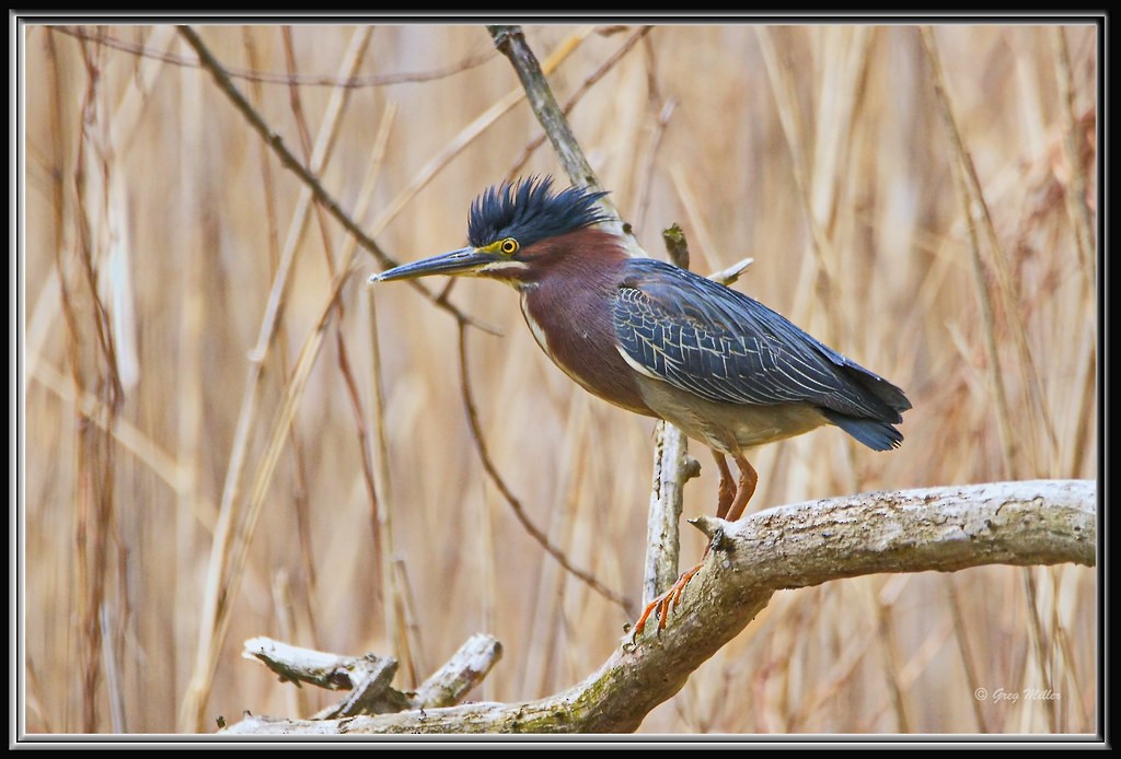 Green Heron - ML443861621