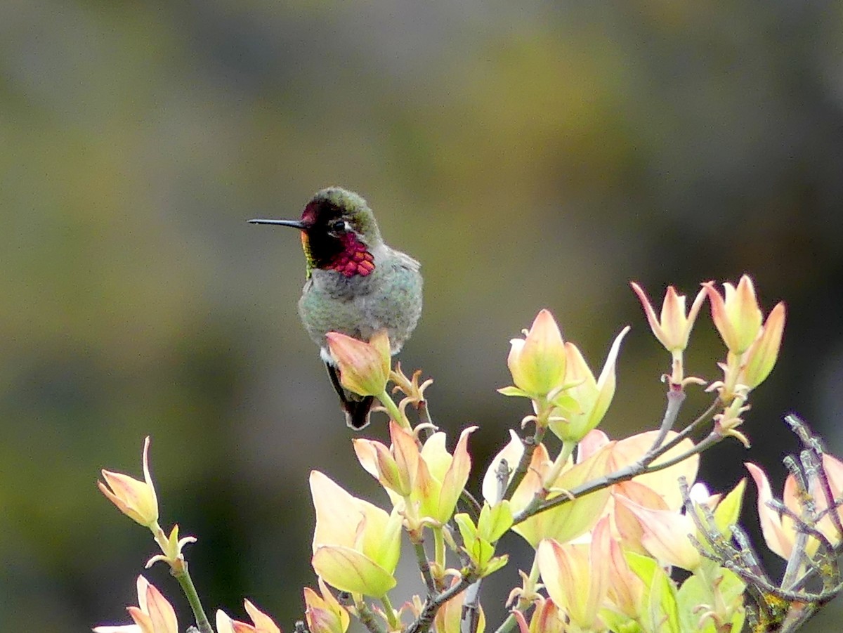 Anna's Hummingbird - ML443861891