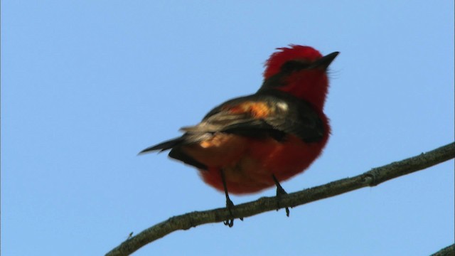 Vermilion Flycatcher (Northern) - ML443862