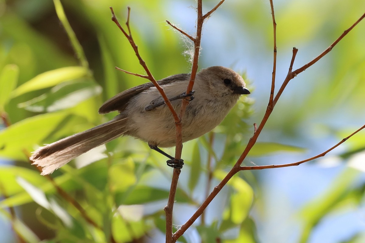 Bushtit - William Rockey