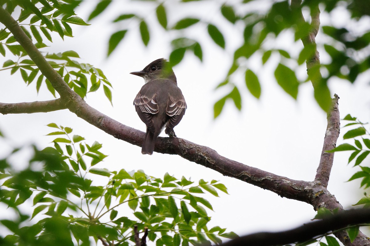 Olive-sided Flycatcher - ML443862211