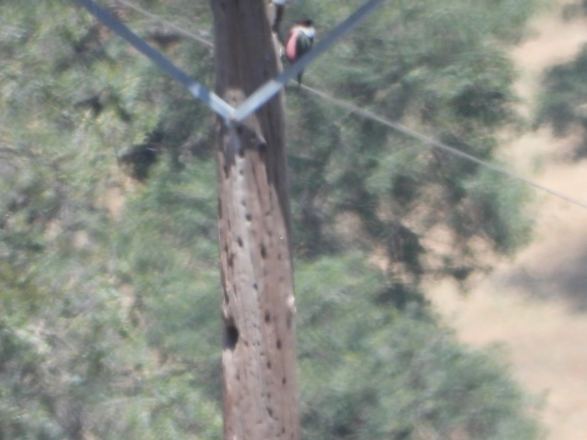 Lewis's Woodpecker - ML443863181