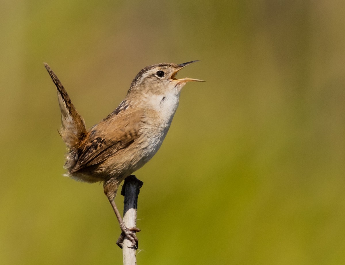 Marsh Wren - ML443863341