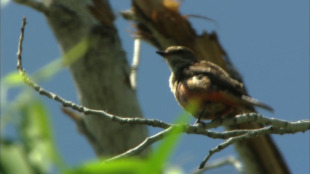 Vermilion Flycatcher (Northern) - ML443864