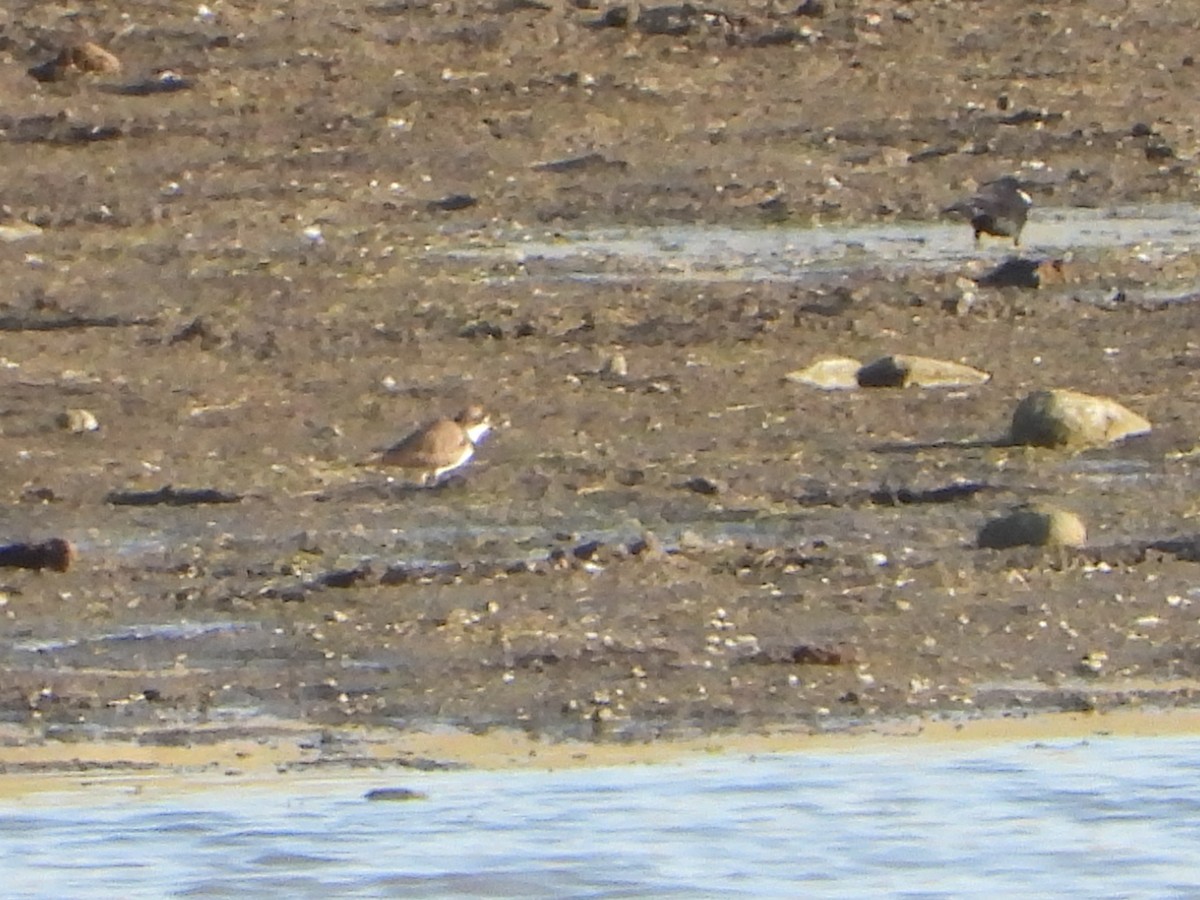 Semipalmated Plover - ML443864691
