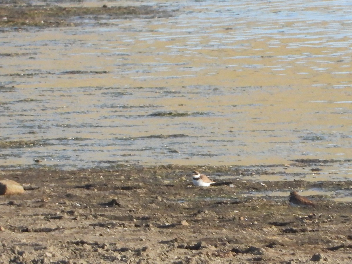 Semipalmated Plover - ML443864711